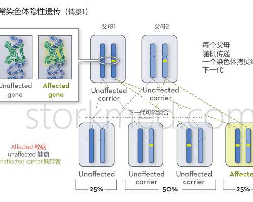卵子长不大可以怀孕吗&天悦助孕,采用扩宫术治疗宫腔粘连可以怀孕吗，多久可