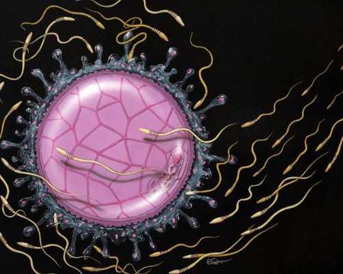 供卵为什么老公不同意&捐卵QQ群,备孕期夫妻双方吃什么菜和水果对备孕最有帮