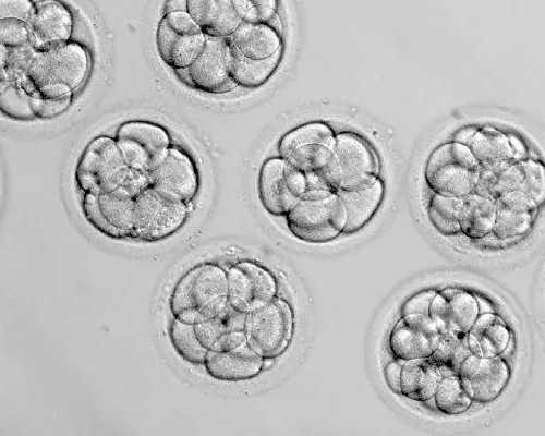 在广州供卵被骗说一下，广州供卵骗局有些什么套路？_专业试管代怀