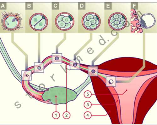 广州供卵生子医院,广州供卵机构就选坤和助孕_代孕医院的价位