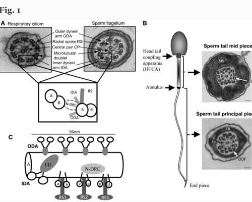 广州供卵试管受骗经历,广州供卵机构就选坤和助孕_代孕靠谱不