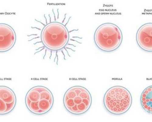 流产导致内膜薄试管成功率_流产导致内膜薄还有救吗！,试管代怀子