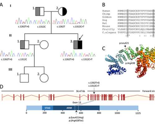 做试管婴儿可以自己找人供卵吗&卵子质量差能怀孕么,精心备孕8个月没怀上医生