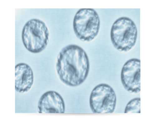 自然周期移植前为什么打艾泽，不仅能促进卵泡成熟