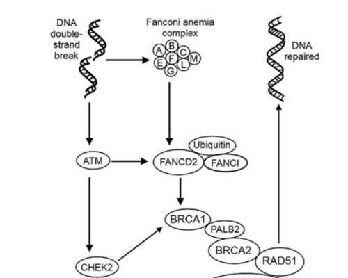 广州做试管代孕可以要男孩|石家庄有正规的医院可以做供卵试管吗？附石家庄