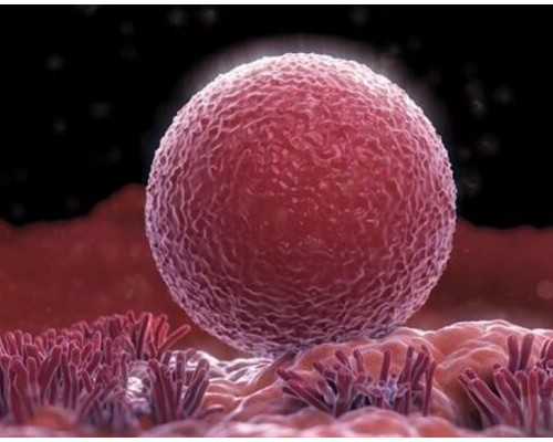 广州找代生生小孩,广州试管婴儿价格,广州做试管婴儿价格多少