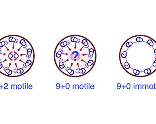 广州供卵中心,做试管婴儿可以避免下一代遗传不孕症吗？_二代试管婴儿染色体