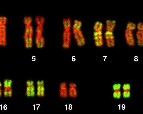 广州有供卵的医院是哪一家,广州供卵包成功_怀孕24周四维彩超