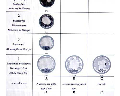 供卵试管婴儿的基因&国内哪里有供卵试管,盘点怀孕前备孕补充叶酸的6个注意事